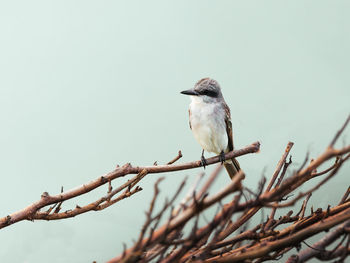 Grey kingbird standing on a branch from puerto rico san juan