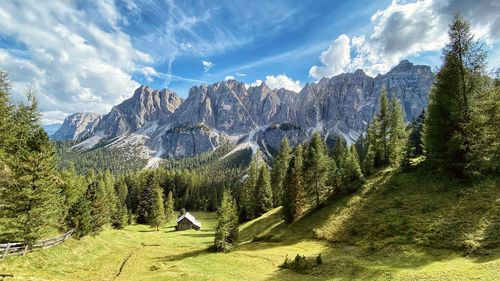 Panoramic view of pine trees on mountain against sky