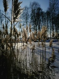 Scenic view of lake against sky during winter