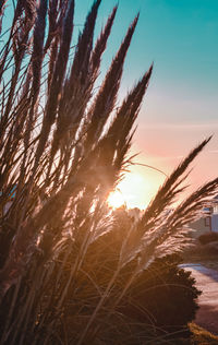 Close-up of stalks in field against sky at sunset