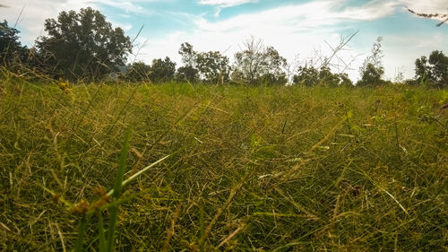 Scenic view of field against sky