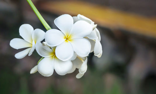 Close-up of white flowering plant in park