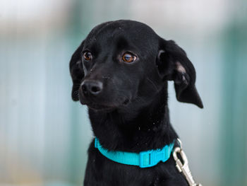 Close-up portrait of black dog