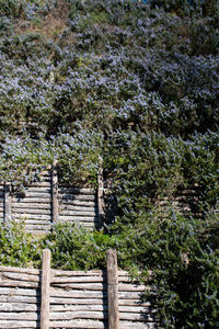 Trees and plants growing on wooden fence