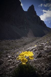 View of yellow mountain against sky