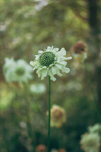 Close-up of white flowering plant