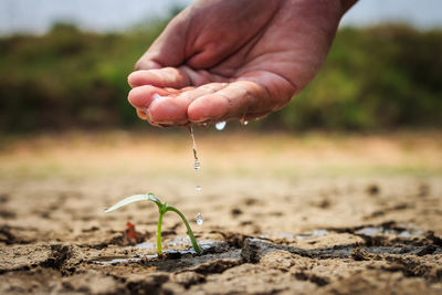 Cropped hand watering seedling on drought land