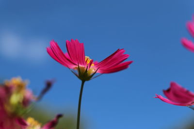 Close-up of pink flower against blue sky