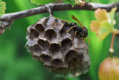 Close-up of wasp on honeycomb