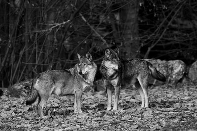 Portrait of dogs on field