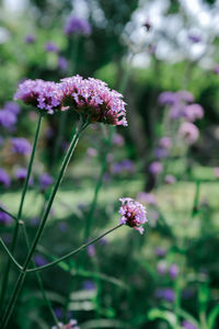 Close-up of purple flowering plant on field