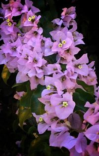 Close-up of purple flowers