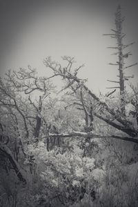 Trees on snow covered land against sky