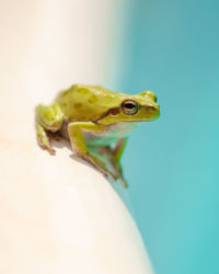 Close-up of frog