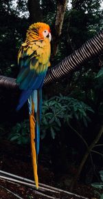 Bird perching on a tree