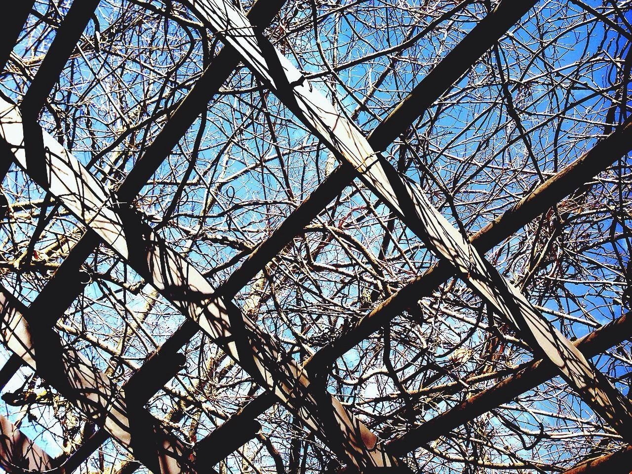low angle view, tree, bare tree, branch, sky, built structure, full frame, day, backgrounds, directly below, no people, clear sky, outdoors, nature, pattern, metal, architecture, blue, complexity, part of