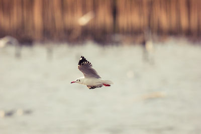 Seagull flying over water