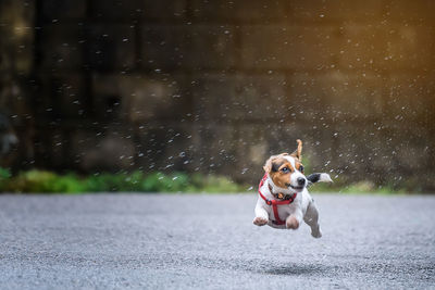 Water spraying on dog running on wet road