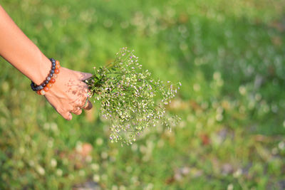 Close-up of hand holding plant