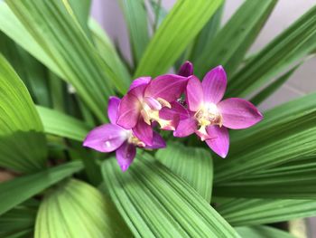 Close-up of pink flowering orchid plant