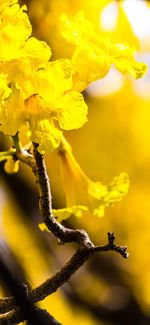 Close-up of yellow flowering plant