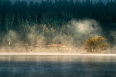 Scenic view of lake in forest