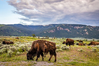 Horses grazing in a field