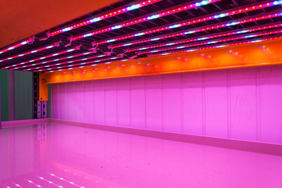 Illuminated light bulbs on wall