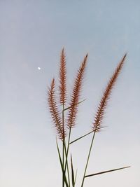 Low angle view of flowering plant against clear sky