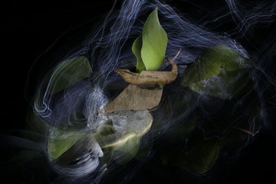 Close-up of plant against black background