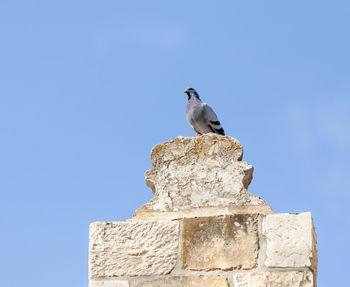 Low angle view of seagull perching on rock against sky