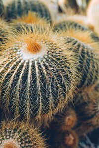 Beautiful cactuses and succulents in botanical garden.