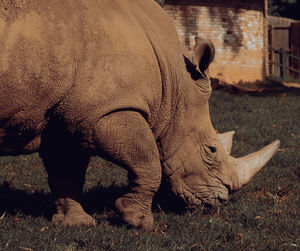 Save our rhinos