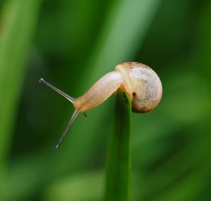 Close-up of snail on plant