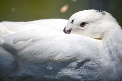 Close-up of swan swimming in lake