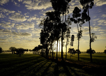 Silhouette trees on field against sky at sunset