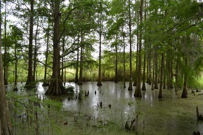 Panoramic view of trees in forest