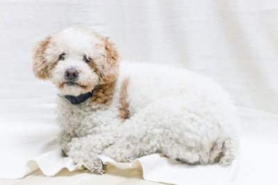 Close-up portrait of dog