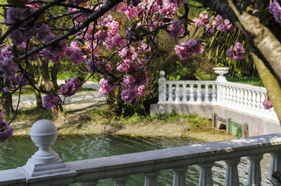 View of pink flowering tree by railing