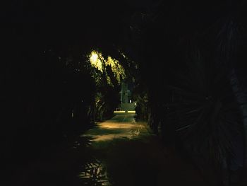 Illuminated trees against sky at night