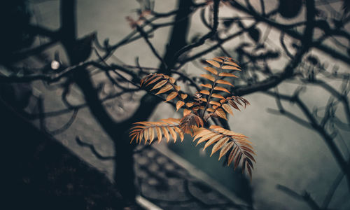 Close-up of flower against blurred background