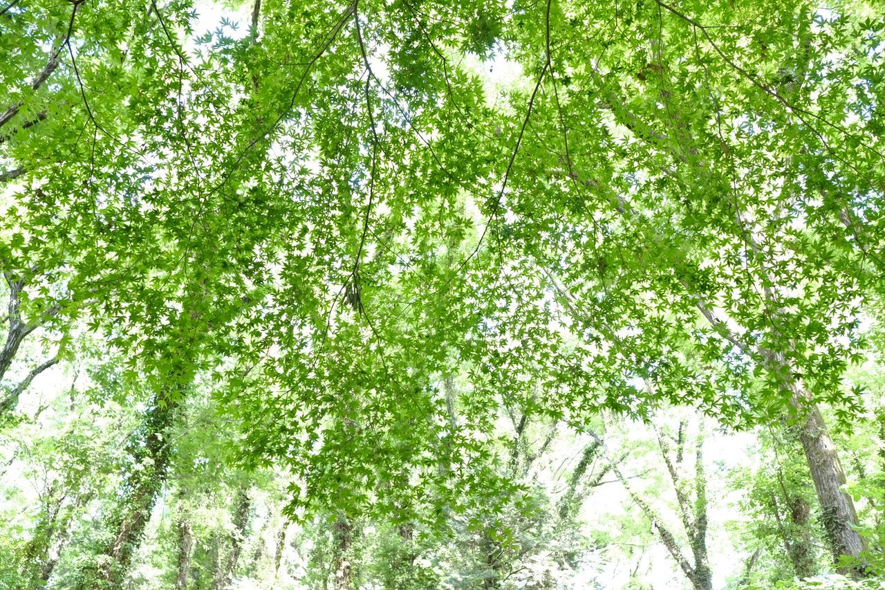 plant, tree, green, growth, low angle view, nature, day, no people, beauty in nature, branch, backgrounds, tranquility, outdoors, full frame, lush foliage, produce, foliage, forest, birch, leaf, plant part