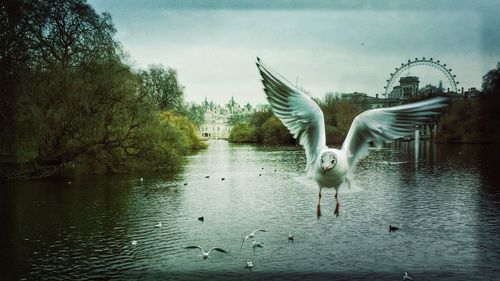 View of birds in water