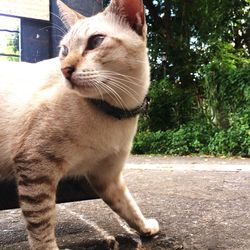 Close-up portrait of cat