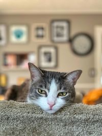 Close-up portrait of a cat at home