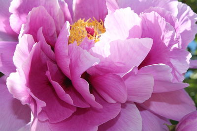Close-up of pink flowering plant