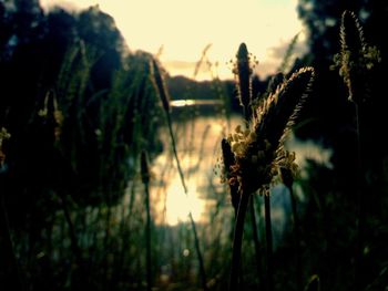 Close-up of plants against sky at sunset