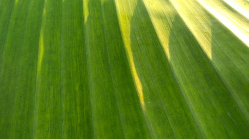 Full frame shot of palm leaves