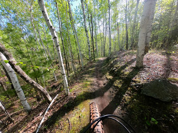 Trail amidst trees in forest