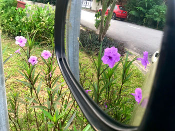 Close-up of purple flowering plants by car windshield